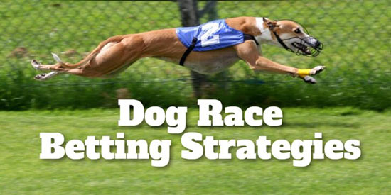 استراتژی شرط بندی مسابقات سگ دوانی برای مبتدیان